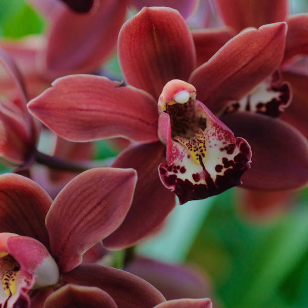 istock Indoor Tropical Orchid 1209053923