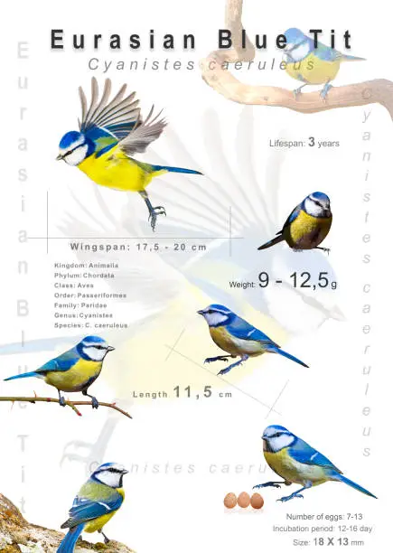 Photo of Bird Poster. Information about bird species. Isolated images. White background. Eurasian Blue Tit. Cyanistes caeruleus.