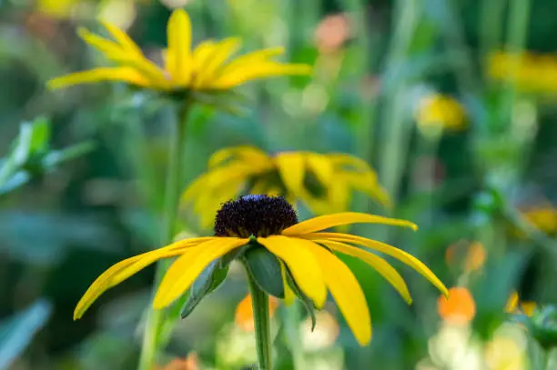 Rudbeckia hirta yellow flower with black brown centre in bloom, black eyed susan in the garden