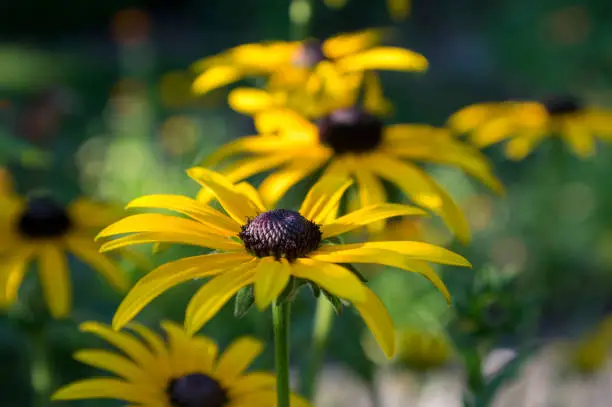 Rudbeckia hirta yellow flower with black brown centre in bloom, black eyed susan in the garden