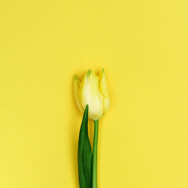 istock One Yellow tulip, view from above. Bright spring blooming flower with copy space. Natural flowery background. Flat lay. 1209055219