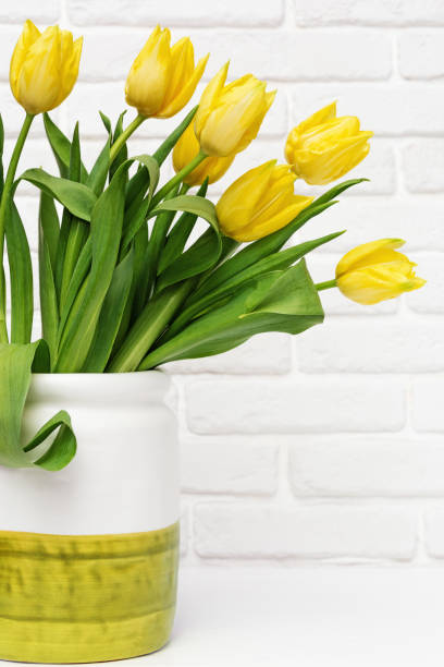 bouquet of yellow flowers tulip in small ceramic vase on white background. natural spring flowers in room. holiday greeting card. vertical format. - 5515 imagens e fotografias de stock