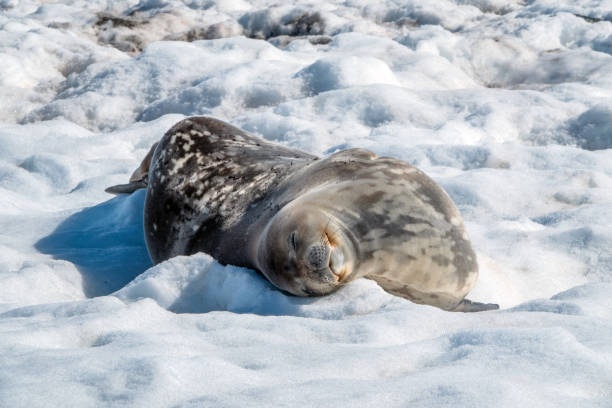 istock Weddell seal sleeping on the Antarctic peninsula 1209055380