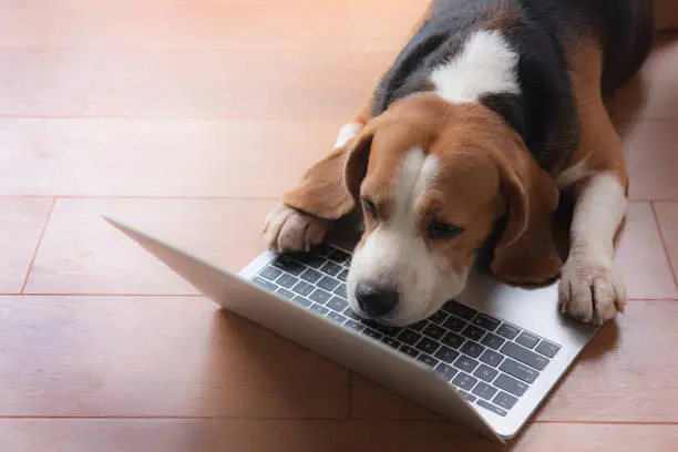 Photo of Beagle dogs work in the office at the computer. Concentrate and look at the screen with sleepiness