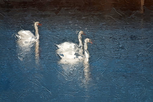 Impressionistic Style Artwork of Three White Swans Swimming in the Blue Water