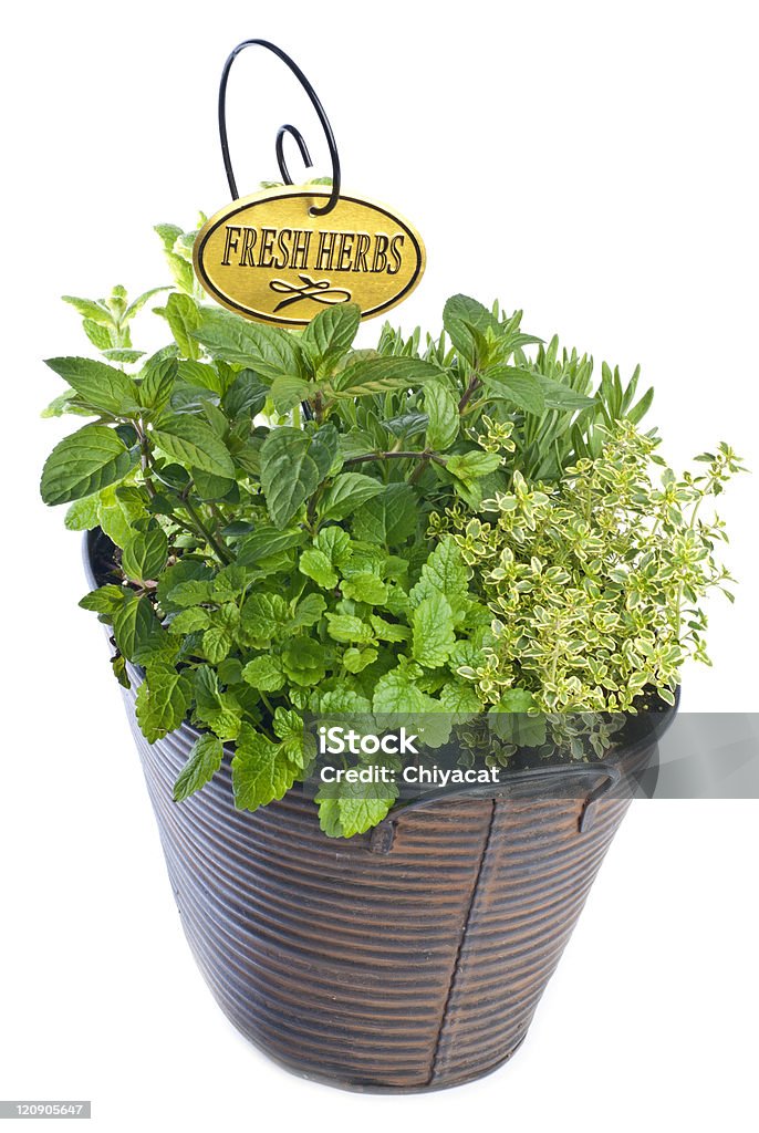 Mixed Fresh Herbs in a Metal Planter Mixed fresh herbs in a metal planter isolated on white. Basket Stock Photo