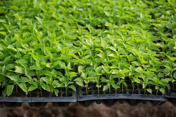 Vegetable plant on blurred background. Young plants in nursery plastic tray, Nursery vegetable farm. close up of seedling growing in black plastic tray.