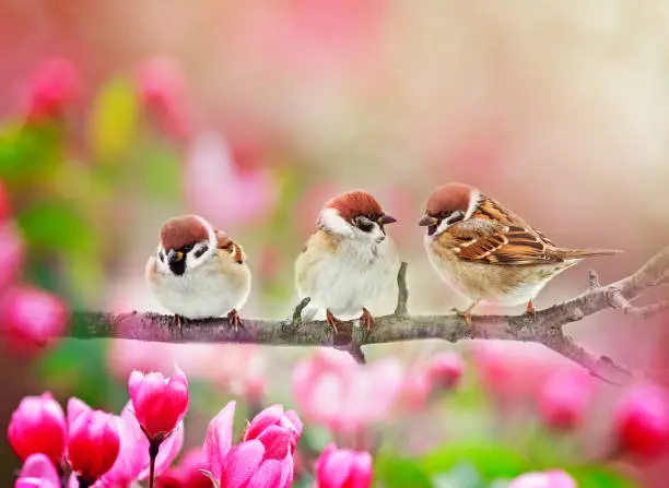 natural background with three funny plump birds sparrows sit on a branch of an Apple tree with pink flowers on a Sunny spring day