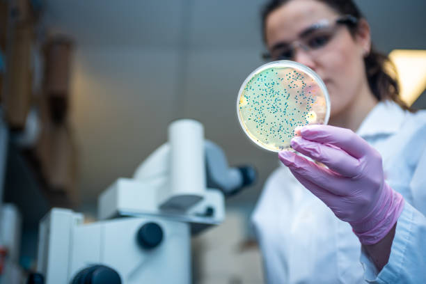 Woman researcher performing examination of bacterial culture plate stock photo Canada, Biotechnology, Bacterium, Scientist, Laboratory stock photo