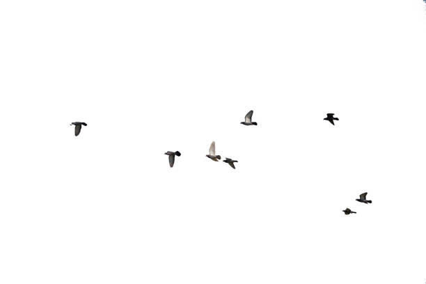 istock Flocks of flying pigeons isolated on white background. Clipping path. 1209059820