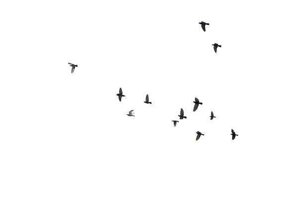 istock Flocks of flying pigeons isolated on white background. Clipping path. 1209059831