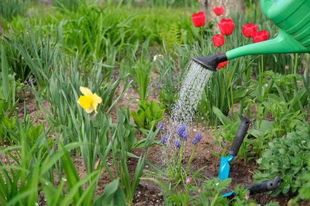 istock Spring gardening, cultivating and watering flowers, springtime 1209060207