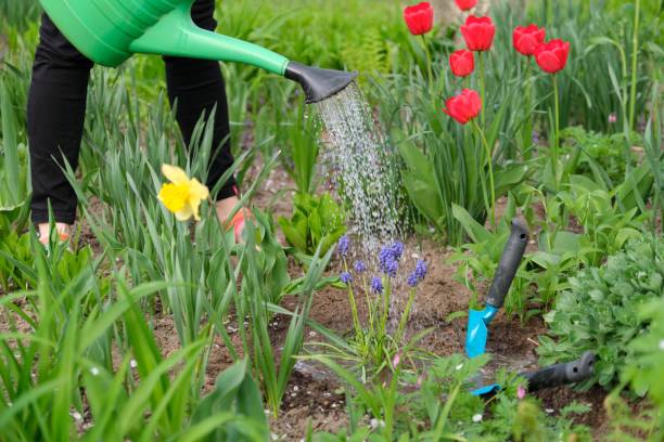 istock Spring gardening, cultivating and watering flowers, springtime 1209060244