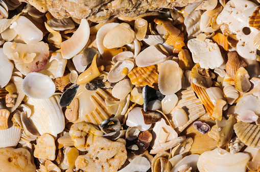 Tiny pieces of broken sea shells worn smooth by years of tide and wave action on a beach in St. Augustine, Florida