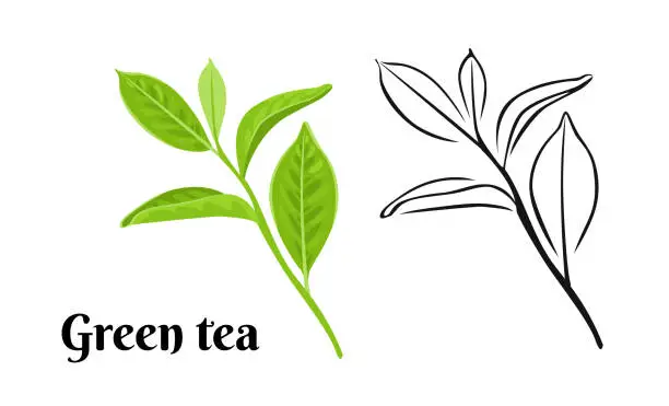 Vector illustration of Green tea leaf isolated on white background. Vector color illustration of Green tea branch with leaves in cartoon flat style and black and white outline. Fresh green Plant, botanical Icon.