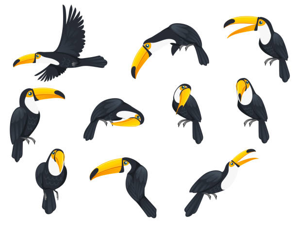 set von toucan tropischen vogel mit einem massiven bill und in der regel hell gefärbt gefieder cartoon tier design flache vektor-illustration isoliert auf weißem hintergrund - tropenvogel stock-grafiken, -clipart, -cartoons und -symbole