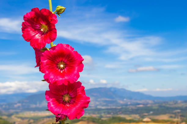 Blooming red alcea rosea common hollyhocks and blue sky background