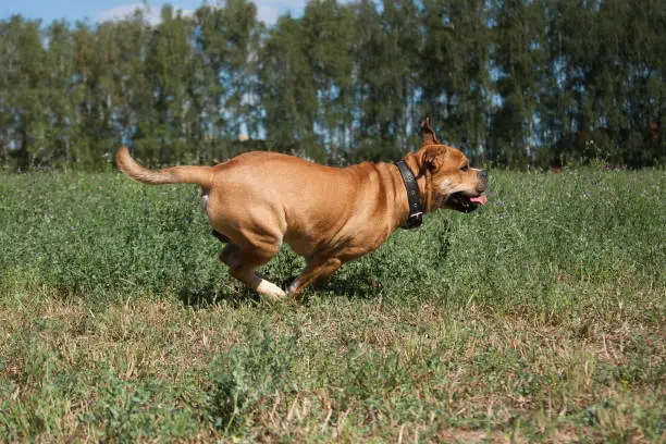 Photo of Cadebo red-haired dog rushes in the summer