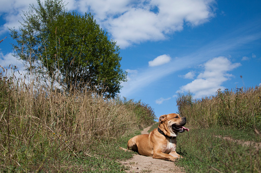 Cadebo red-haired dog in the summer on a path among green grass
