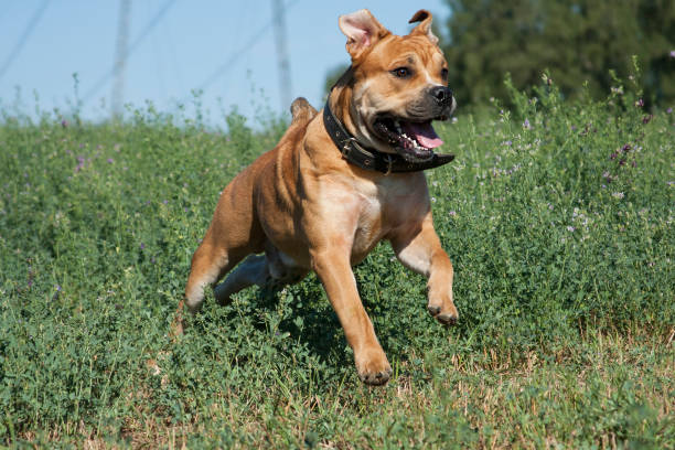 istock Cadebo dog, red-haired, runs and jumps in the summer 1209063011