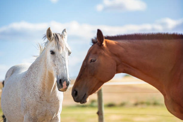 istock Two horses, grey and alazan, on a farm 1209063344