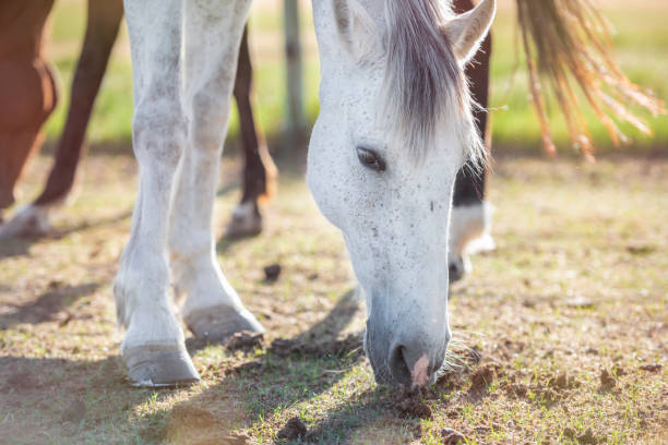 istock Grey horse grazing in a meadow 1209063345