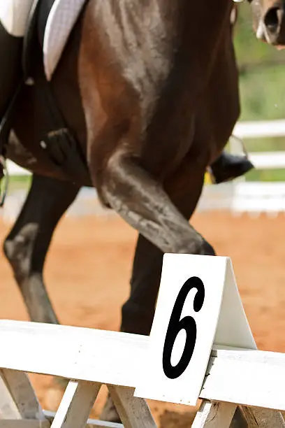 Dressing of horse. Number of exercise on a riding hall by close-up
