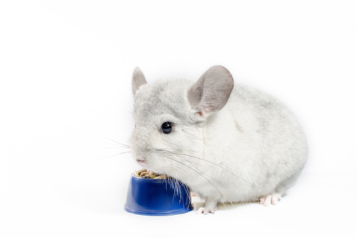 white chinchilla eats its food from a blue bowl on a white background
