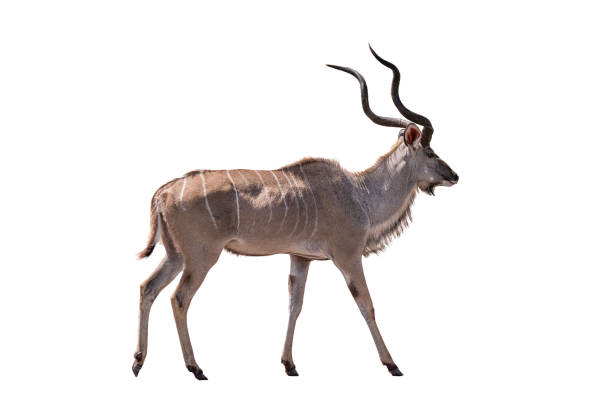 istock Greater kudu South Africa animal Isolate on white Background 1209064772