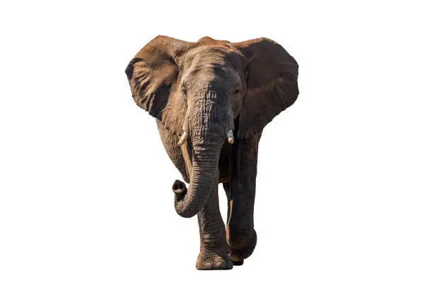 Front view African Elephant walk with sun shade ,  isolated.