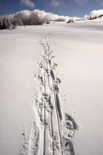 Low angle image of cross-country skis in Nordmarka forest area in the hills of Oslo.