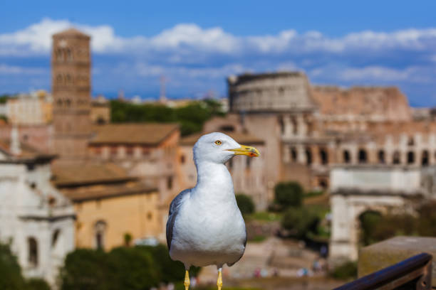 istock Seagull and coliseum in Rome Italy 1209066634