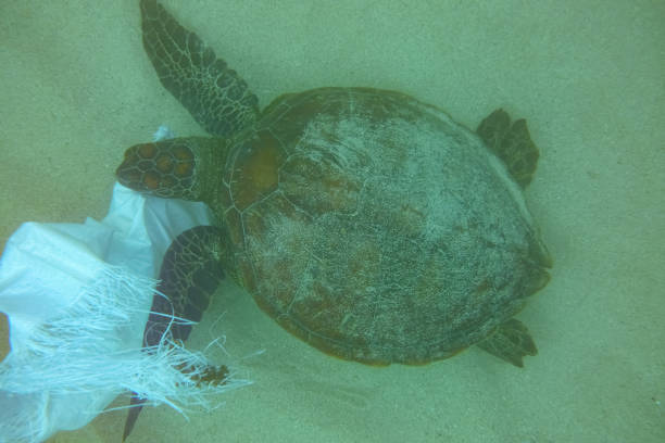 istock Ocean polution, sea turtle eating and getting tangled on a plastic bag, Santiago Island, Galapagos Islands, Ecuador 1209067127