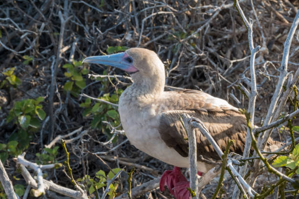 istock Red-footed booby, Genovesa Island, Galapagos Islands, Ecuador 1209067259