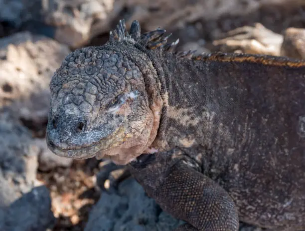 Photo of Land iguanas on Plaza Sur Island, Galapagos Islands, Ecuador