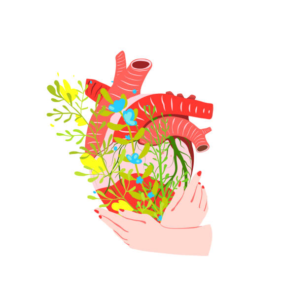 руки, держащие человеческое сердце с цветами твор�ческого дизайна концепции медицины здравоохранения. - human heart red vector illustration and painting stock illustrations