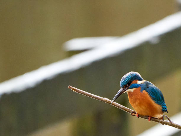 istock A Kingfisher at Crime Lake 1209070504