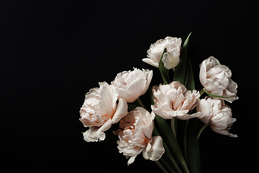 Beautiful pink peony tulip flowers on black background. Vintage floral composition modern concept.