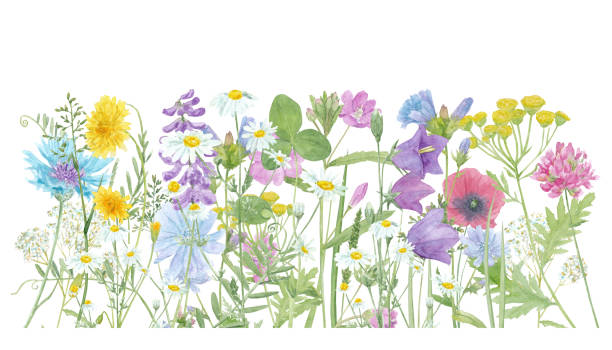 istock Watercolor hand drawn floral summer border with wild meadow flowers and grass, composition isolated on white background 1209071576
