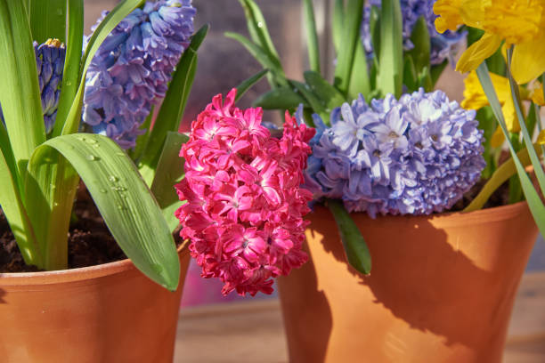 istock Crimson and lilac hyacinths in ceramic flower pots, illuminated by sunlight. 1209073431