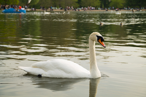 An elegant white swan floats on the lake. beautiful swan on the river. swan on the water in spring day.