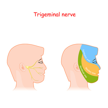 trigeminal nerve and main areas of innervation. Head neurology scheme. male head with ophthalmic, maxillary and mandibular branches. Vector illustration diagram with facial neural network and pain areas