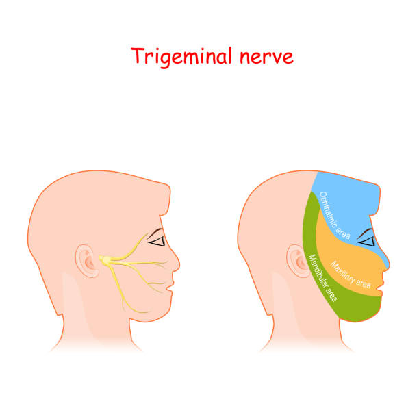 trigeminal nerve and main areas of innervation. Head neurology scheme. trigeminal nerve and main areas of innervation. Head neurology scheme. male head with ophthalmic, maxillary and mandibular branches. Vector illustration diagram with facial neural network and pain areas neuralgia stock illustrations