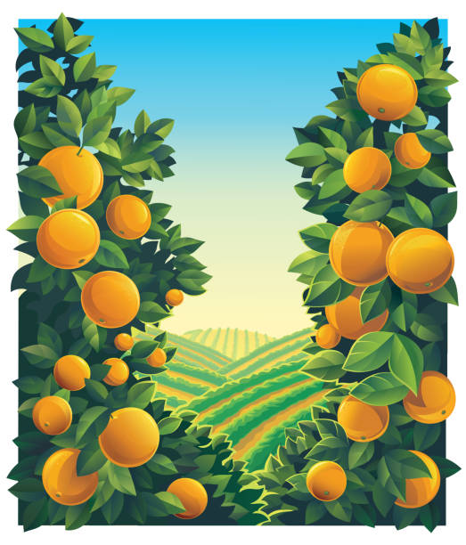 ilustraciones, imágenes clip art, dibujos animados e iconos de stock de paisaje rural con huerto con ramas de naranjas - arboleda