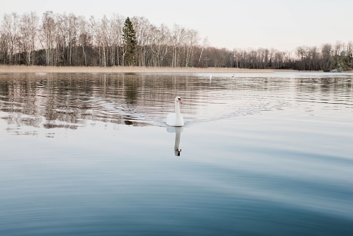 swan peacefully swimming in a tree lined sea in Sweden in Norrtälje, Stockholm County, Sweden
