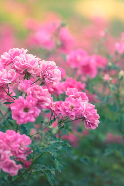 Pink roses in bloom in a rose garden.