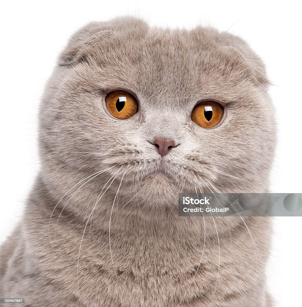 Close-up of Scottish Fold cat, white background. Close-up of Scottish Fold cat, nine and a half months old, in front of white background. Animal Stock Photo