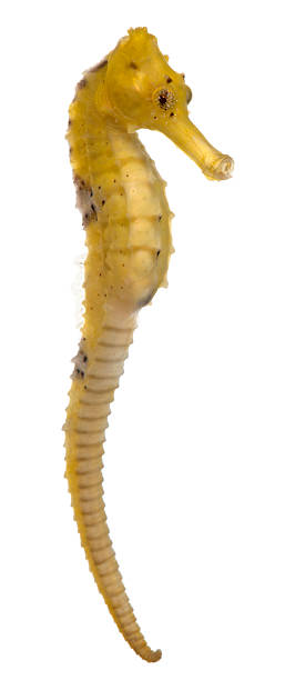 Side view of Longsnout seahorse, Hippocampus reidi yellowish, white background. Longsnout seahorse or Slender seahorse, Hippocampus reidi yellowish, in front of white background. longsnout seahorse hippocampus reidi stock pictures, royalty-free photos & images