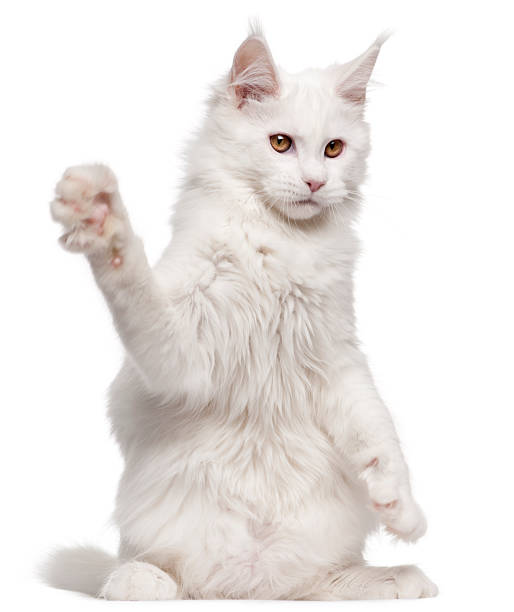 istock Maine Coon, five months old, with paw up, white background. 120907902