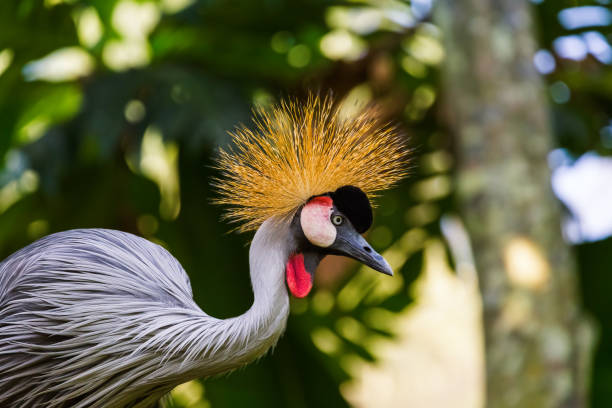 istock Grey Crowned Crane in Bali Island Indonesia 1209079670